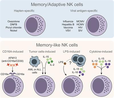 Cytokine-Induced Memory-Like NK Cells: From the Basics to Clinical Applications